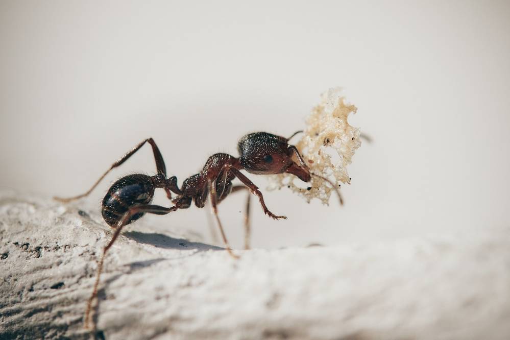 Traitement anti fourmis à Toulon