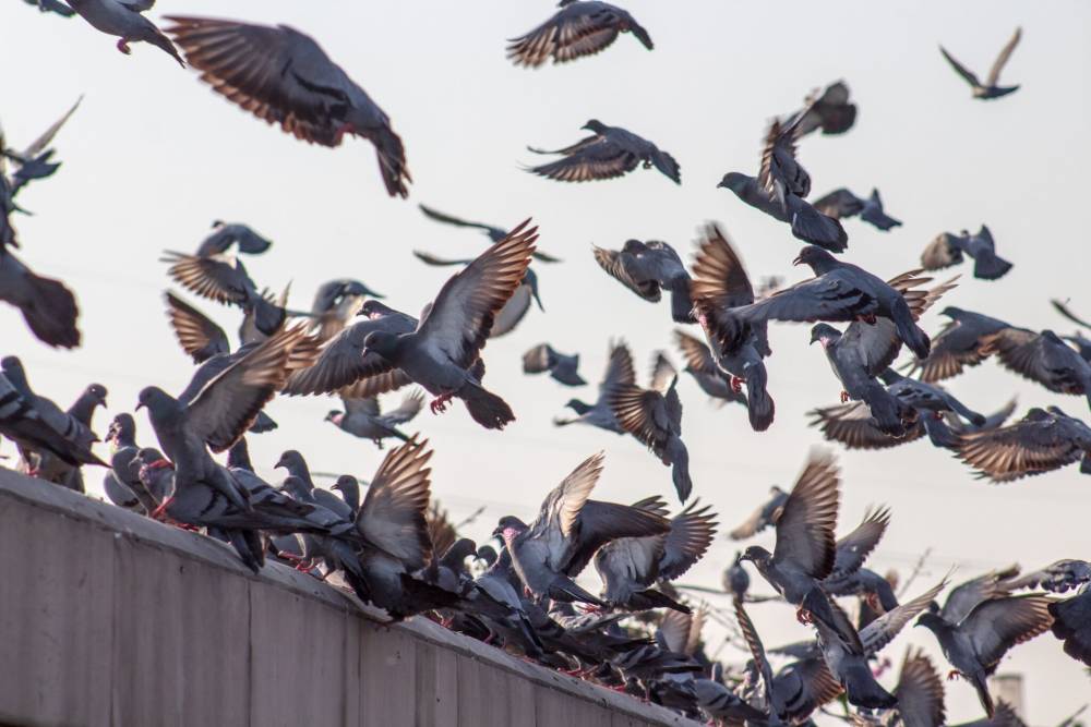 Dépigeonnage à Toulon