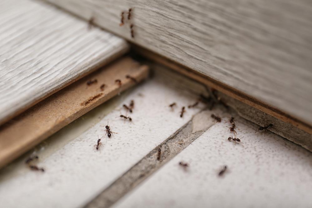 Traitement Anti-Fourmis