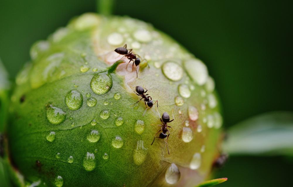limination des fourmis