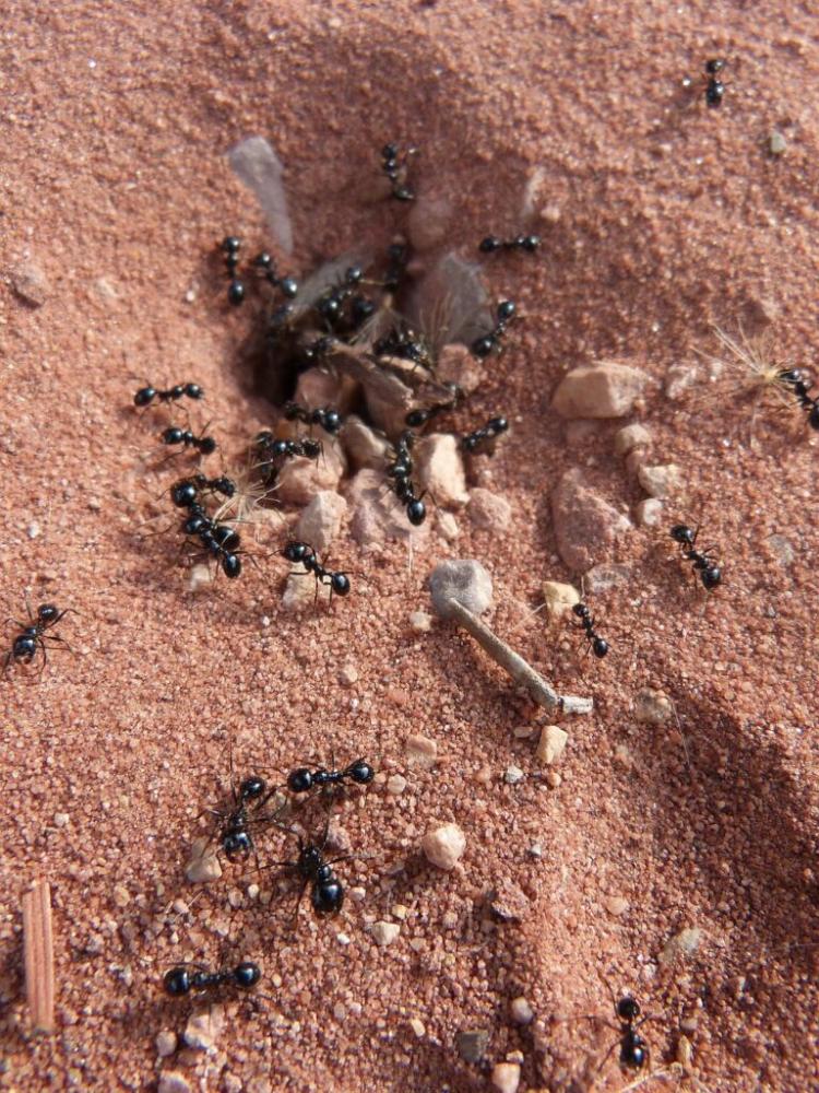 Comment lutter contre les fourmis 