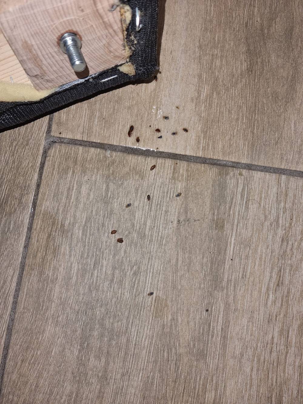 Traitement Punaises de lit à Marseille - Le Panier