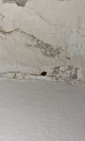 Traitement Punaises de lit à Marseille - La Graniere - 5