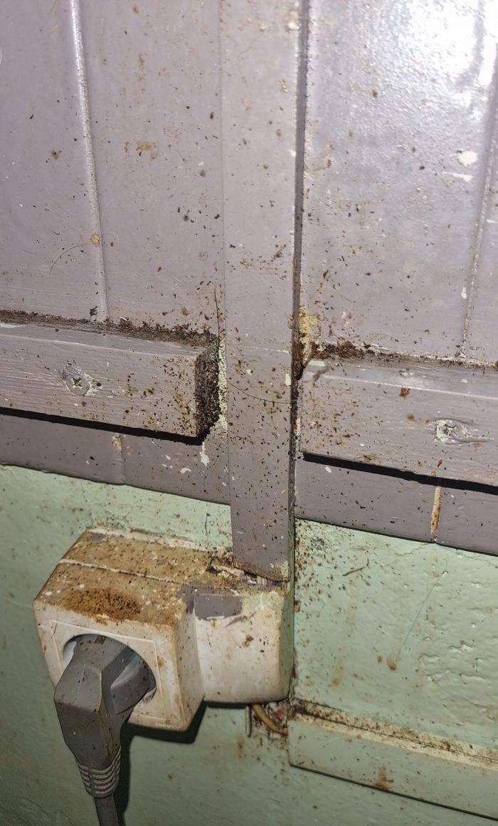 Traitement Cafards à Marseille - Belle de Mai 4
