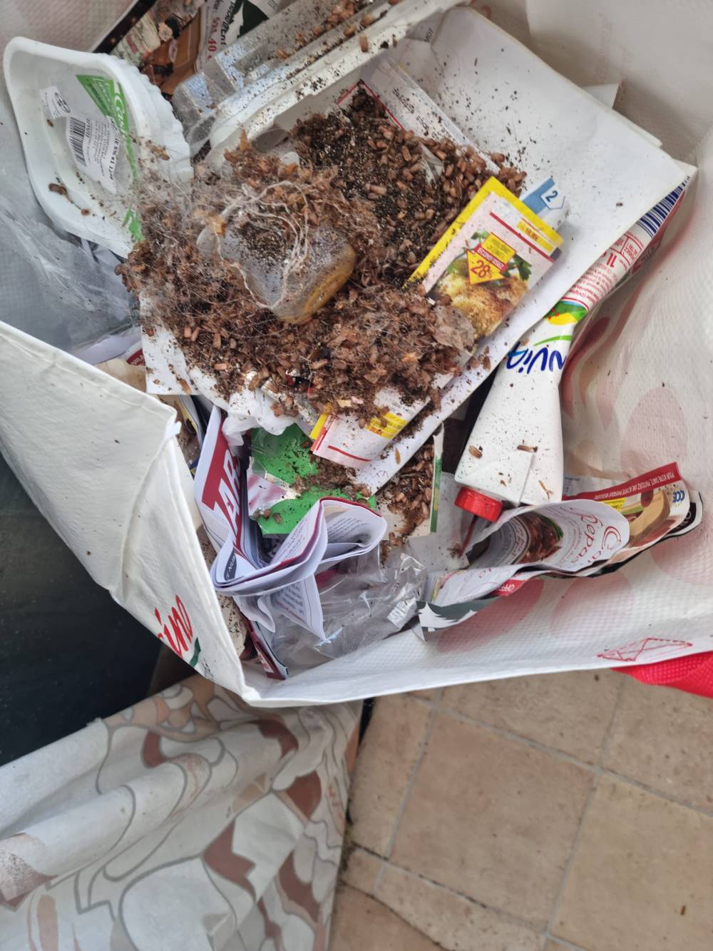Traitement Cafards à Marseille - Saint-Loup